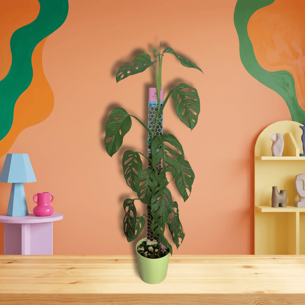Climber Set S mit Monstera adansonii am Moosstab – echtes Produktfoto, Hintergrund mit KI erstellt