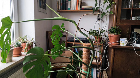 Monstera deliciosa, deren Triebe weit über das obere Ende des Kokosstabs hinauswachsen und ohne Halt zur Seite kippen