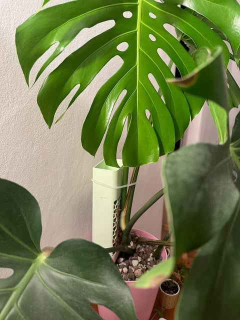 Große Monstera deliciosa mit gefensterten Blättern an einem Moosstab von The Climbing Leaf