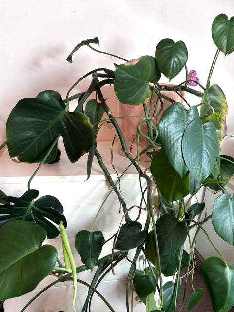 Monstera ohne Rankhilfe, deren Triebe über den Topfrand hängen und fast nur kleine, ungeschlitzte Jungblätter tragen