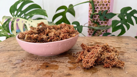Eingeweichtes Sphagnum Moos in einer Schale und ein feuchter Moosballen daneben auf einem Holztisch