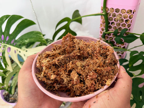 Eingeweichtes Sphagnum Moos für den Moosstab in einer Schale, dahinter Moosstab-Modul mit Monstera
