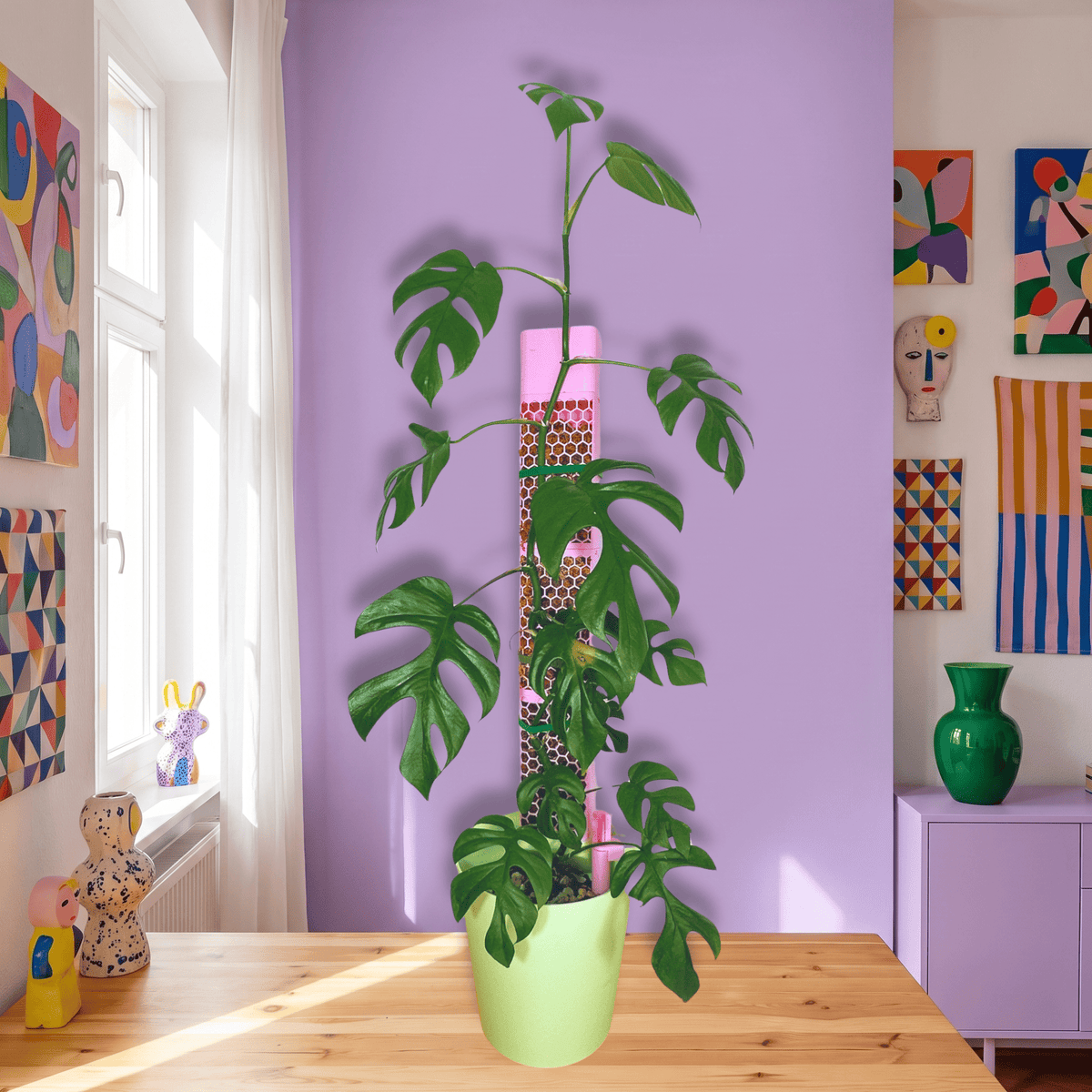 Climber Set L mit Rhaphidophora tetrasperma am rosa Moosstab – echtes Produktfoto, Hintergrund mit KI erstellt