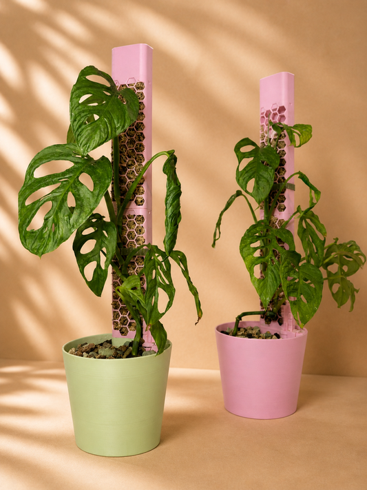 Climber Set S – Monstera-Kletterpflanzen im Pflanzsystem mit Topf, Mosspole-Rankhilfe und Wasserstandsanzeiger in Mintgrün und Rosa