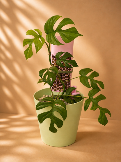 Climber Set L – Monstera-Kletterpflanze im großen Pflanzsystem mit Topf, Mosspole-Rankhilfe und Wasserstandsanzeiger in Mintgrün und Rosa