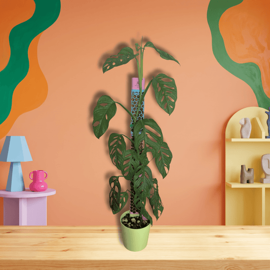 Climber Set S mit Monstera adansonii am Moosstab – echtes Produktfoto, Hintergrund mit KI erstellt